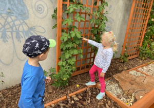 dzieci oglądają rośliny pnące - jeżyny na drewnianych kratkach na terenie ogródka "Słoneczna Akademia"